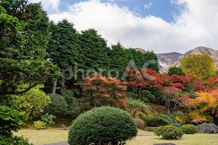 秋の箱根散策 紅葉,もみじ,モミジの写真素材