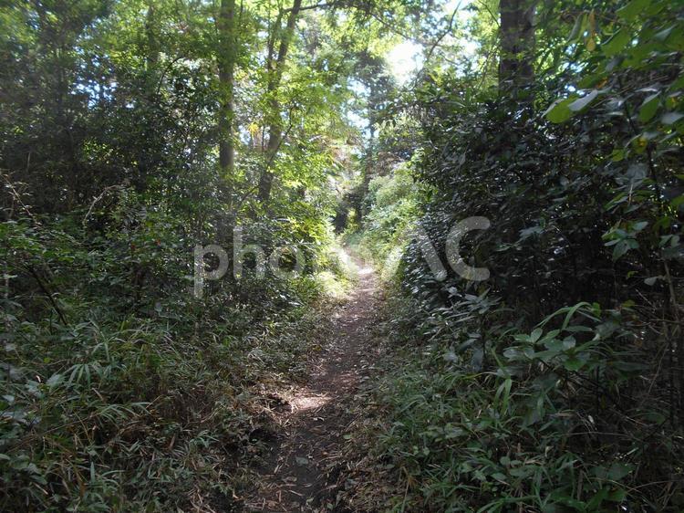 こもれびの森の散策路 木洩れ日,木漏れ日,道の写真素材
