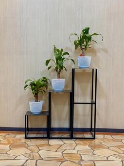 3段重ね　階段状に並べた観葉植物 ドラセナ,幼木,3段重ねの写真素材