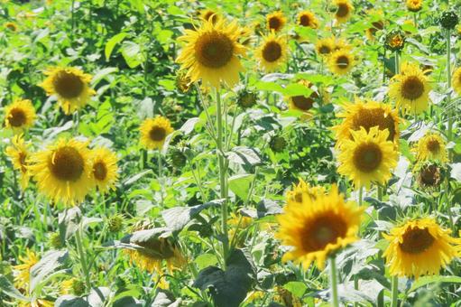 Sunflower field in full bloom, JPG