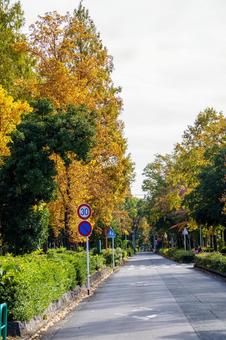 紅葉した並木道 秋,紅葉,風景の写真素材