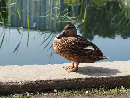 Ducks in a pond in a Montreal park, JPG