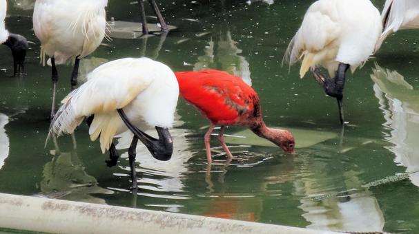 日本平動物園のクロトキとショウジョウトキ 日本平動物園のクロトキとショウジョウトキの写真