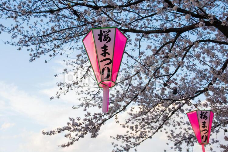 桜まつりの提灯 桜まつり,桜,提灯の写真素材