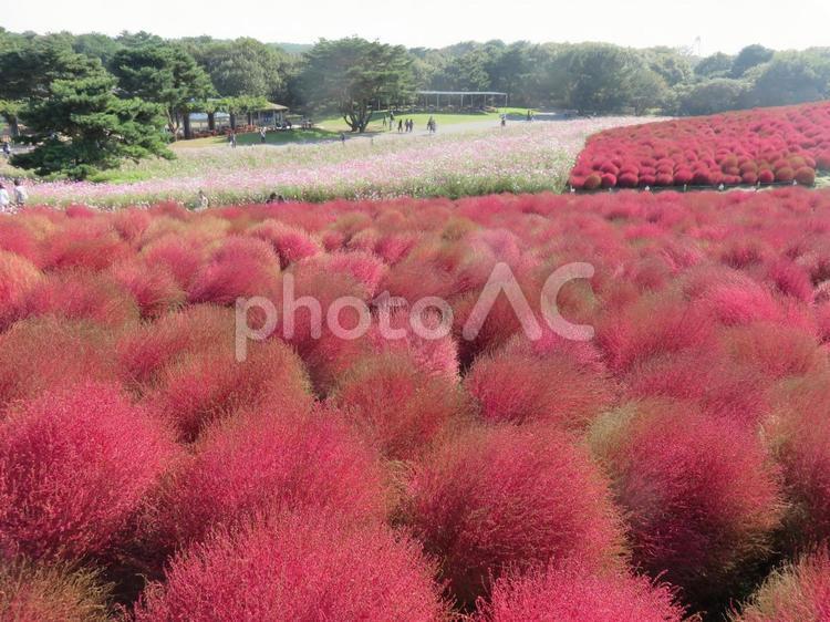 ひたち海浜公園　コキア ひたち海浜公園,コキア,風景の写真素材