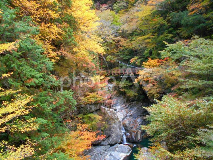 渓とつり橋 渓谷,みたらい渓谷,つり橋の写真素材