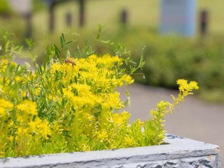春に咲く黄色い花の写真