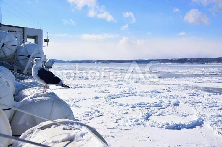 流氷とカモメ 流氷,カモメ,オホーツク海の写真素材