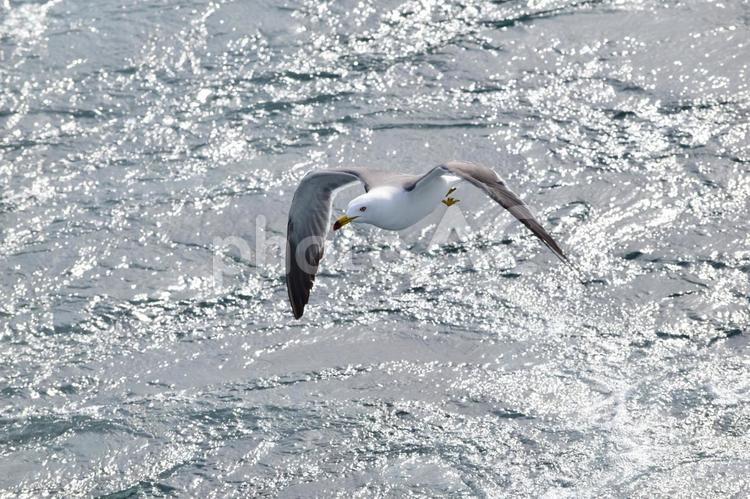 餌を探すウミネコ 鳥,海鳥,飛行の写真素材