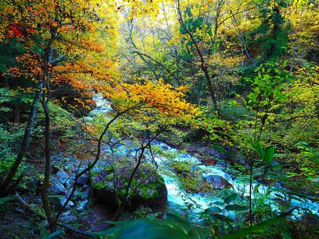 紅葉(松川渓谷・舞の道) 紅葉(松川渓谷・舞の道)の写真