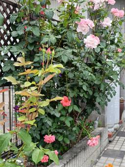 Photo, hedge, landscape, rose, 