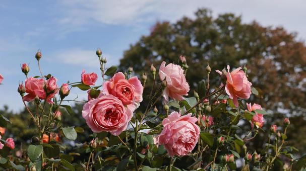 【花の写真】ばらの花 rose,植物,園芸の写真素材
