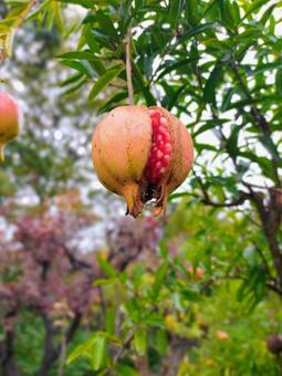 ザクロ ザクロ,果実,実の写真素材