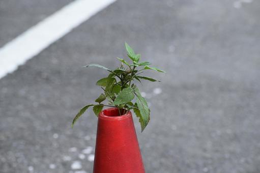 生命力の有る雑草 生命力の有る雑草の写真