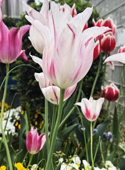 Tulips, JPG