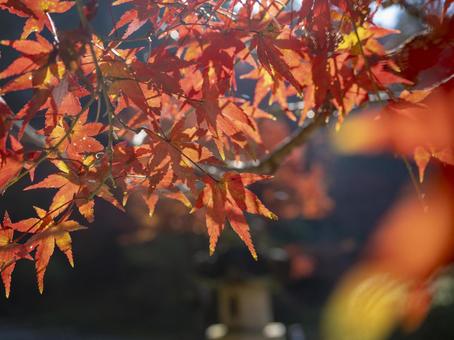 光揺らめく紅葉のひととき 光揺らめく紅葉のひととき 紅葉,もみじ,秋の写真素材