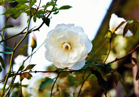 白いバラの写真