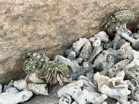 やどかり ヤドカリ やどかり ヤドカリ やどかり,岩,岩肌の写真素材