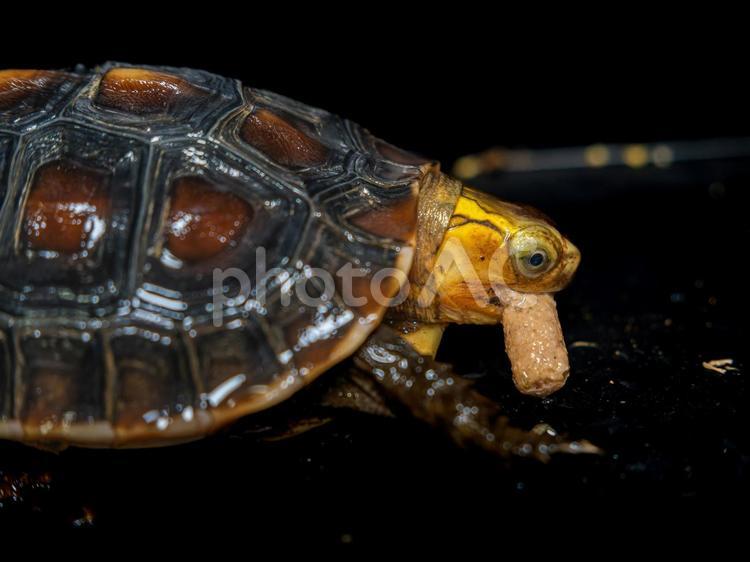 餌を食べるセマルハコガメ セマルハコガメ,ハコガメ,カメの写真素材