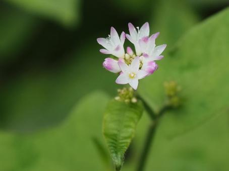 山野草・ミゾソバ 山野草・ミゾソバの写真