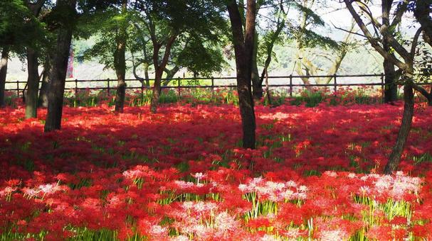 巾着田曼珠沙華公園・彼岸花の群生・日高市 巾着田曼珠沙華公園・彼岸花の群生・日高市 秋,巾着田,曼珠沙華公園の写真素材