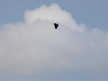 空を飛ぶアオサギ 空を飛ぶアオサギの写真
