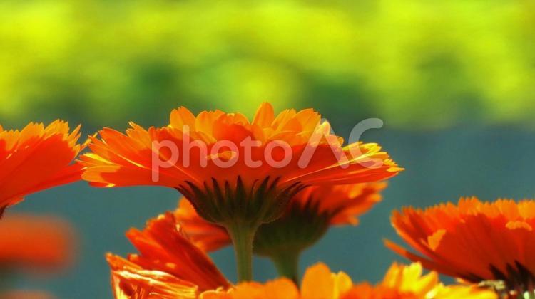 黄色とオレンジのキンセンカの幻想的色彩 キンセンカ,花,オレンジの写真素材