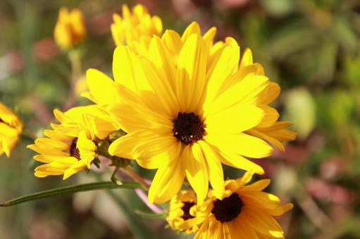 秋の陽射しに輝く黄色い花 ヤナギバヒマワリ,自然,植物の写真素材