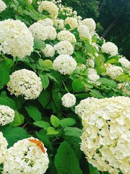 白紫陽花の居住者 白紫陽花の居住者 紫陽花,花,森の写真素材