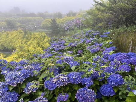 霧の中のゆとりすとパークおおとよ 紫陽花 霧の中のゆとりすとパークおおとよ 紫陽花の写真