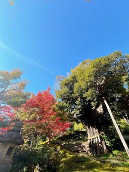 紅葉　 紅葉,木,自然の写真素材