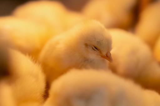 群れの中で安心して眠るヒヨコ ヒヨコ,群れ,寝るの写真素材