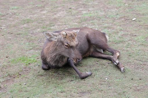 【奈良県】奈良公園の鹿 奈良県,奈良市,奈良公園の写真素材