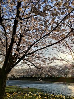公園の桜並木が満開です! 公園の桜並木が満開です!の写真