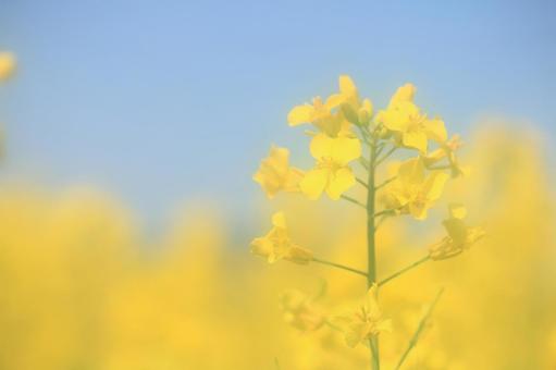 ソフトな菜の花 ソフトな菜の花の写真