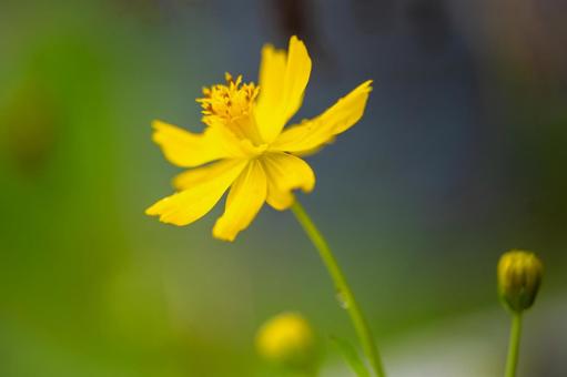 キバナコスモスの写真