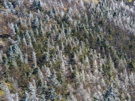 雲取山の霧氷 雲取山の霧氷の写真