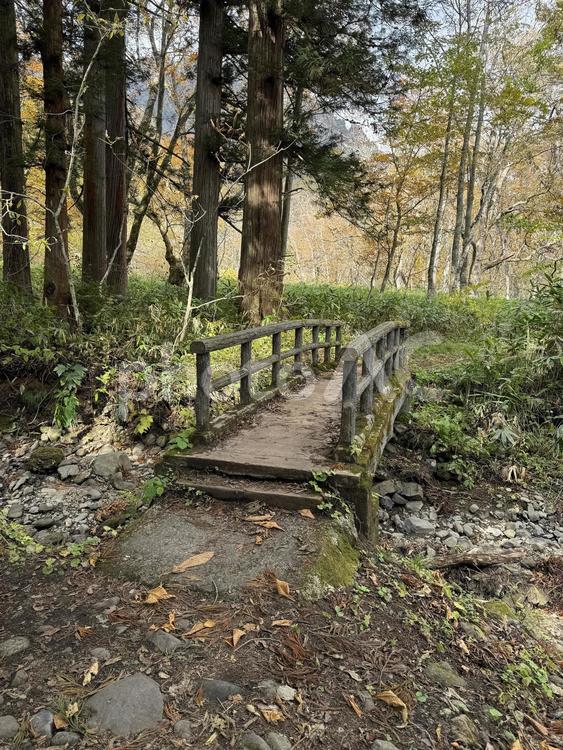 森の風景 自然,木,山道の写真素材