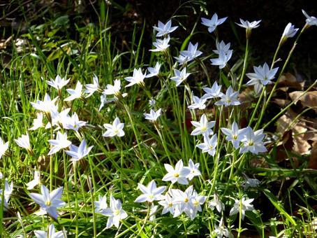 郊外の草地に群生するハナニラの花 郊外の草地に群生するハナニラの花 ハナニラ,花,植物の写真素材