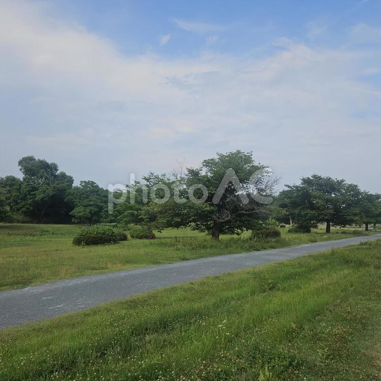 木々のある風景 木,道路,草の写真素材