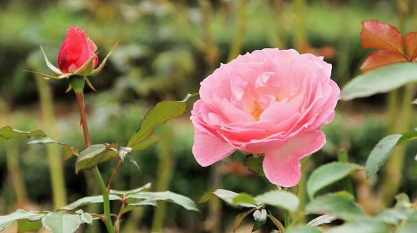 河津バカテル公園　秋バラ 薔薇,秋,花の写真素材