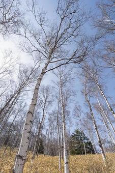 青空に映える春の白樺の森 青空に映える春の白樺の森 白樺,春,長野の写真素材
