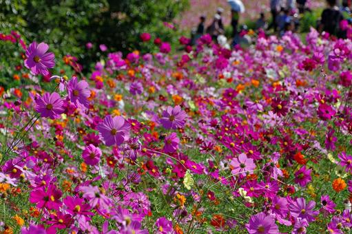 コスモス満開 コスモス満開 コスモス,秋桜,満開の写真素材