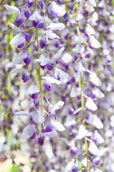 春の藤棚 藤棚,藤,藤の花の写真素材