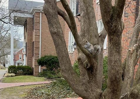 動物 動物の写真