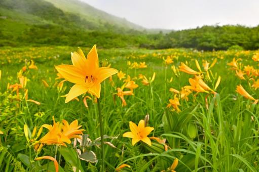 ニッコウキスゲ 八方尾根 ニッコウキスゲ 八方尾根 ニッコウキスゲ,高山植物,八方尾根の写真素材