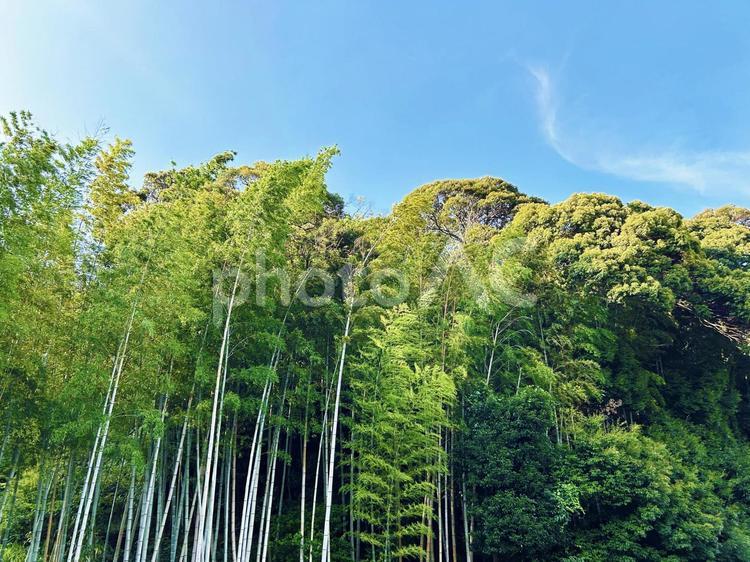 青空と竹林 空,竹林,雲の写真素材