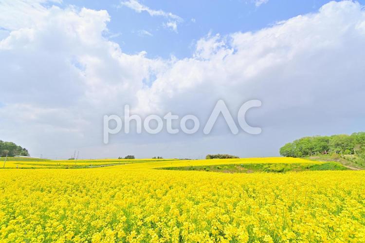 菜の花畑　春の風物詩 菜の花,菜の花畑,花畑の写真素材