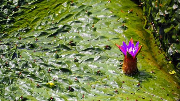 水元公園のオニバス池・紫色の花（葛飾区） 夏,水元公園,オニバス池の写真素材