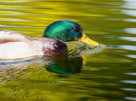 池を泳ぐマガモのオス マガモ,カモ,鴨の写真素材